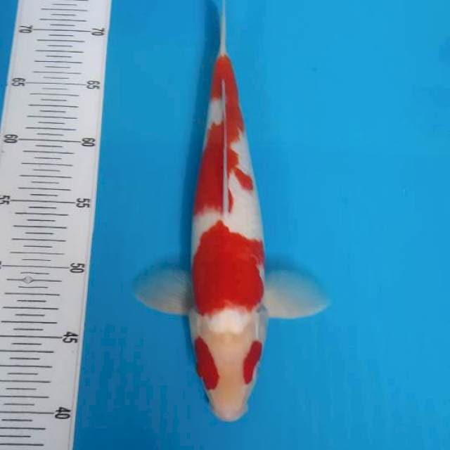 BKS ( KOHAKU 32 CM )