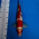 BKS ( KOHAKU 32 CM )