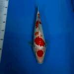 BKS ( KANOKO KOHAKU 32 CM )