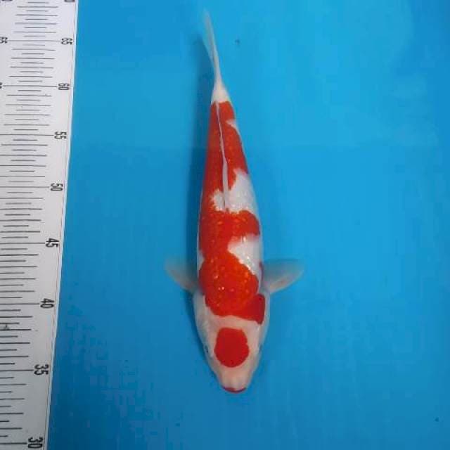 BKS ( KOHAKU GINRIN 31 CM )