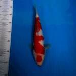 BKS ( KOHAKU GINRIN 31 CM )