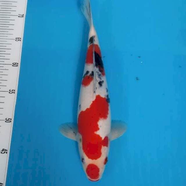 BKS ( SANKE 30 CM )