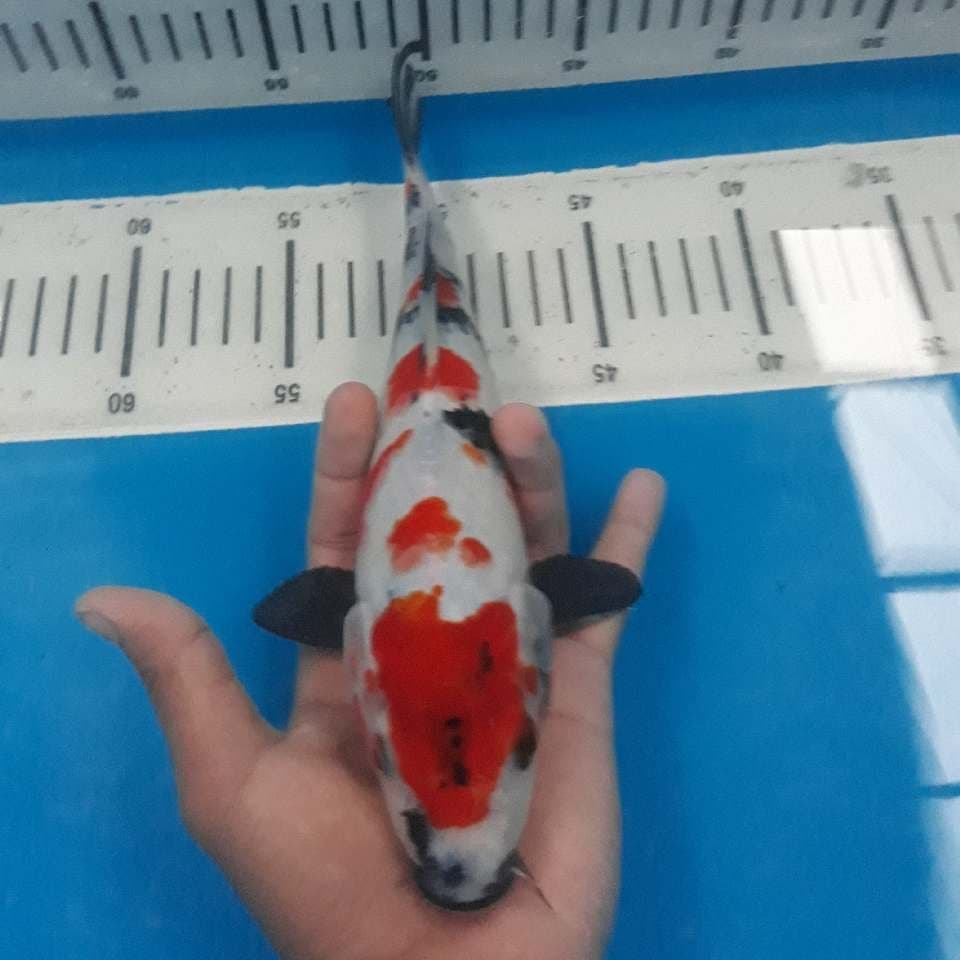 SHOWA 2 (25cm)