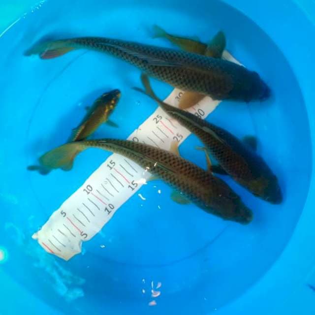 5 penjinak kolam