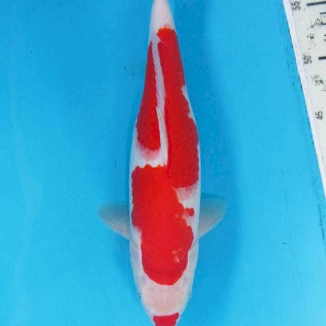 Kucibeni - Kohaku merah