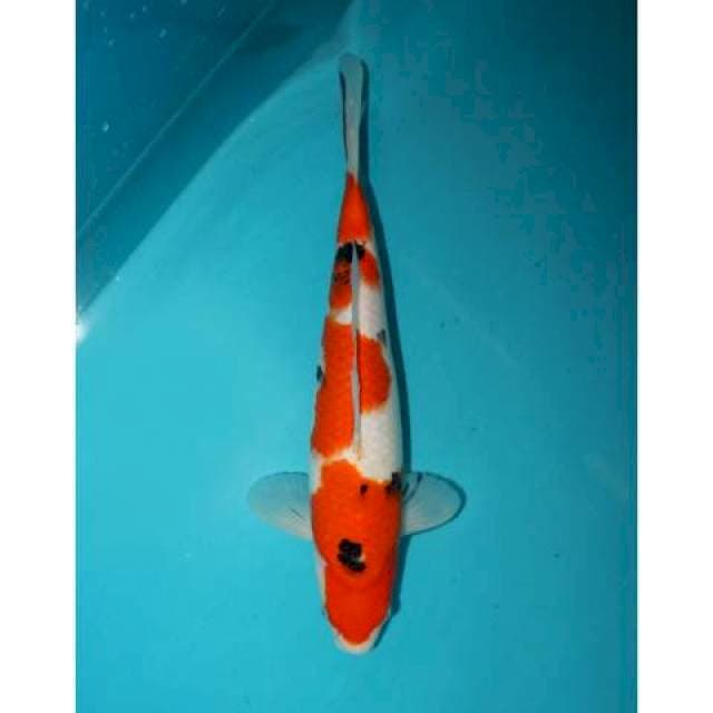 Sanke 32 cm