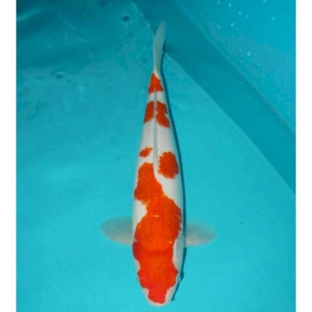 Kohaku 30 cm
