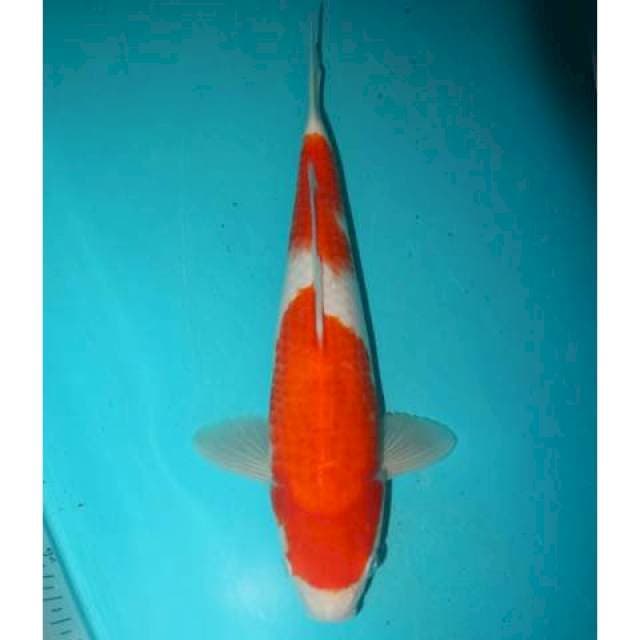 Kohaku 28 cm
