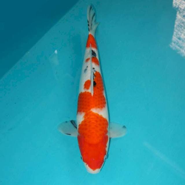 Sanke 35 cm