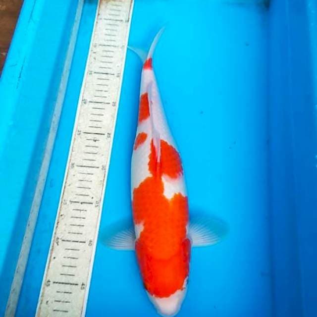 Kohaku 40cm