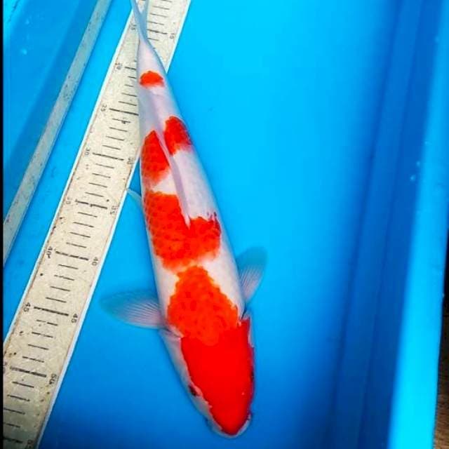 Kohaku 43cm