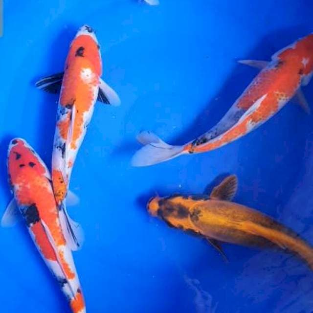 Mix koi 6 ekor
