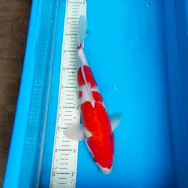 Kohaku Strong 38cm