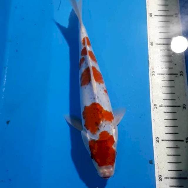 GOSHIKI 27 CM
