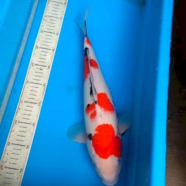 Sank 41cm