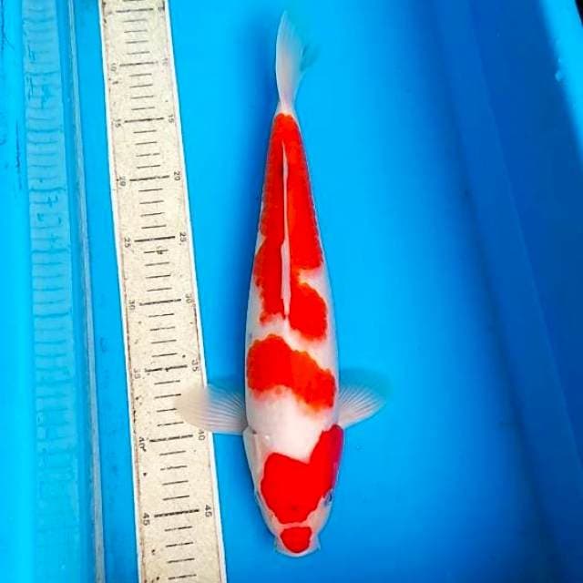 Kohaku sanke 39cm