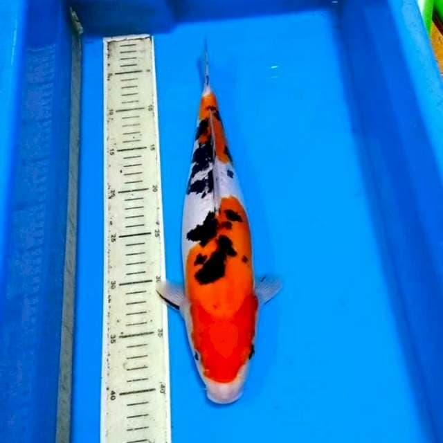 Doitsu halus sanke 40cm