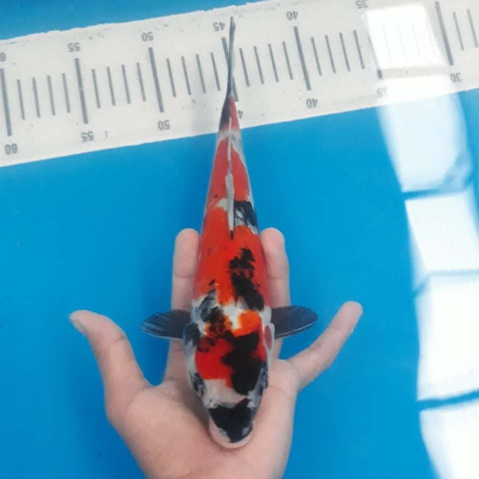 SHOWA (25cm)