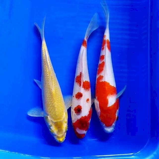 PAKET MIX