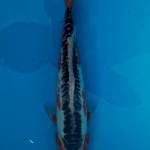 SHUSUI Cantik F1 36 Cm