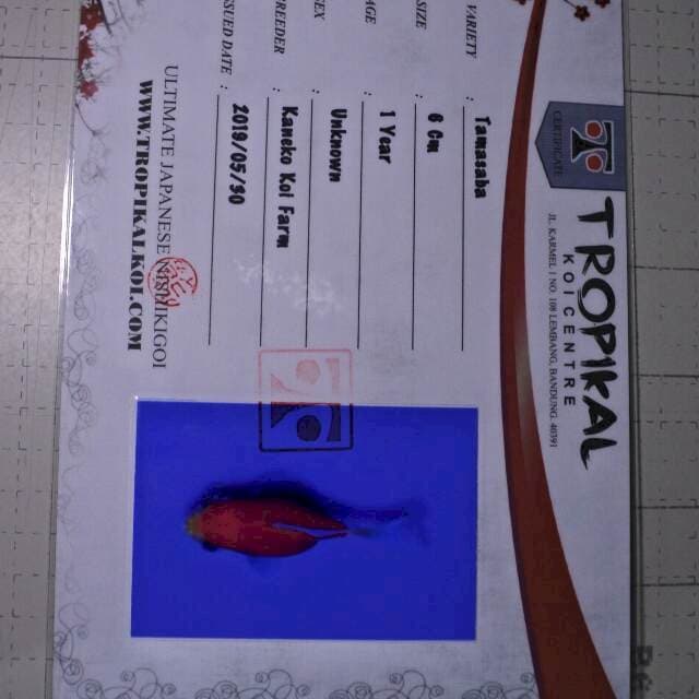 Tamasaba (kaneko) 6cm. Impor dan sertifikat