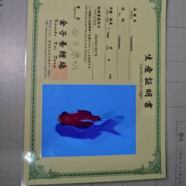 Tamasaba (Kaneko) 8cm. Impor dan sertifikat
