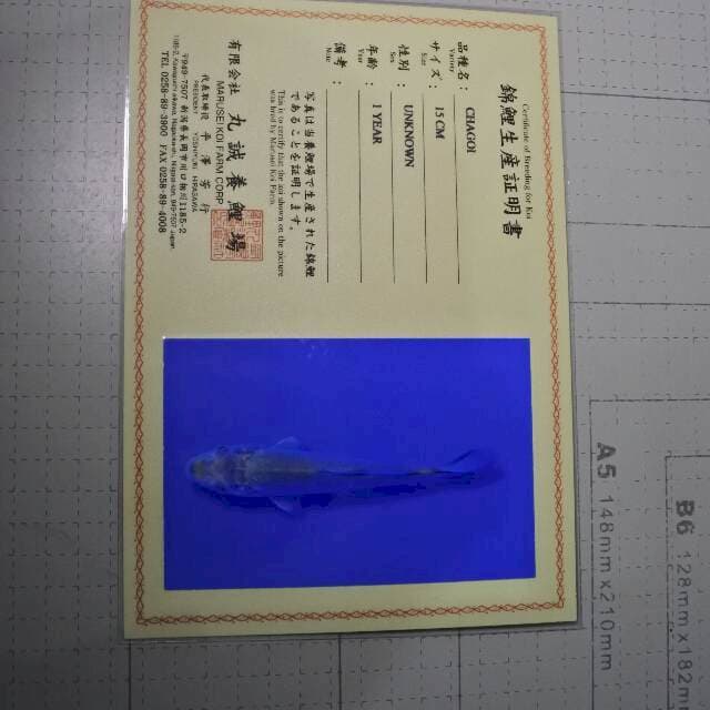 Chagoi (Marusei) 15cm. Impor dan sertifikat