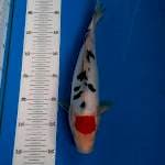 BKS ( TANCHO SANKE 33 CM )