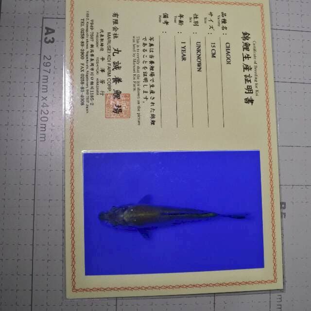 Chagoi (Marusei) 15cm. Import dan sertifikat