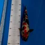 BKS ( SHOWA 27 CM ) 