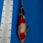 BKS ( DOL BANG SANKE 34 CM )
