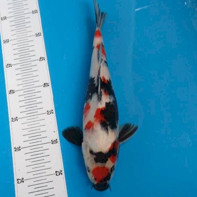 BKS ( SHOWA 31 CM )
