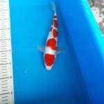 Kohaku yondan