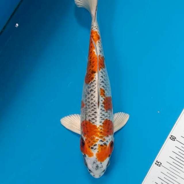 BKS ( KUJAKU 32 CM ) 