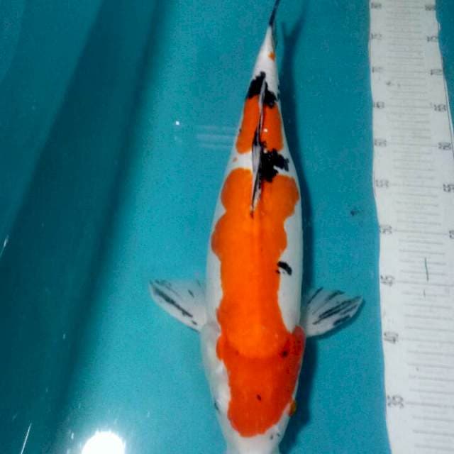 KOHAKU DOITSU,,INDUK 45CM