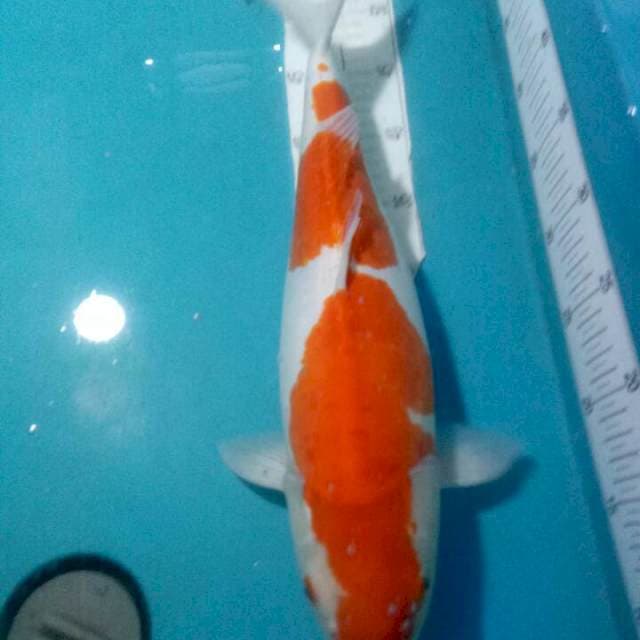 KOHAKU DOITSU..MURNI SIAAP INDUKAN