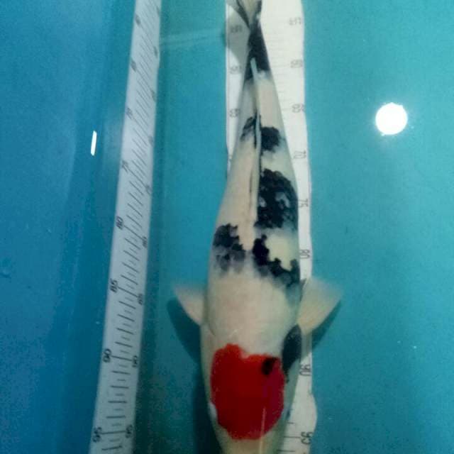 TANCHO SHOWA..45CM SALJU GAN..