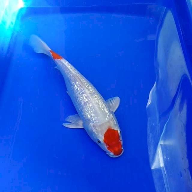 TANCHO KOHAKU GINRIN HIKARI
