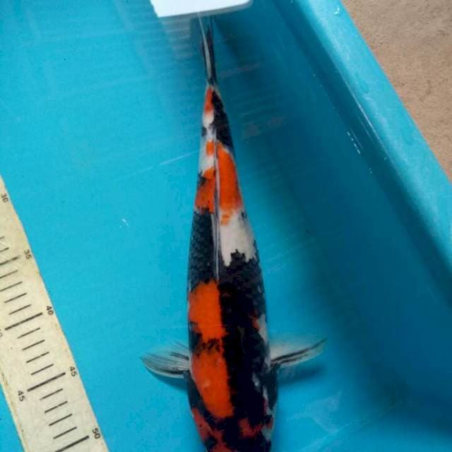 Showa 37cm