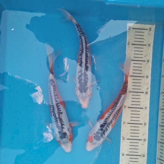 3ekor Shusui 30-31-33cm