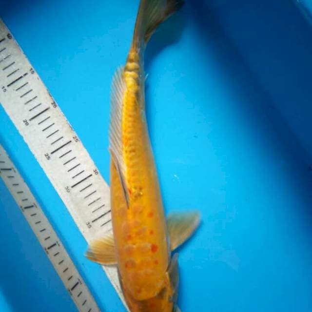 Kawari 42 cm