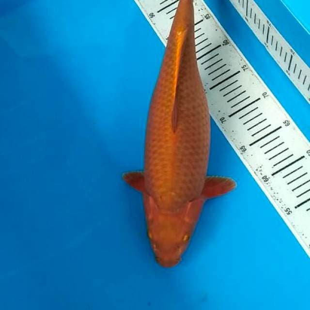 Chagoi Coklat 43cm