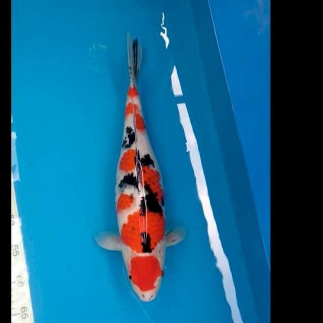 Sanke female
