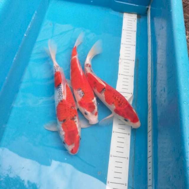 Trio Goshiki super deep red