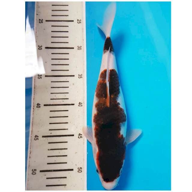 GOROMO 28cm FEMALE