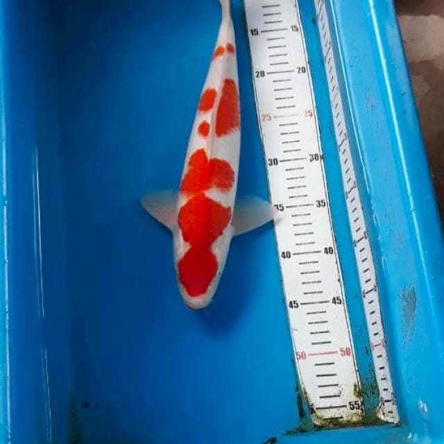 ORIGINAL KOHAKU 