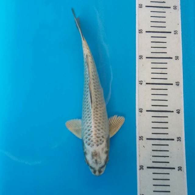 Mukhasi