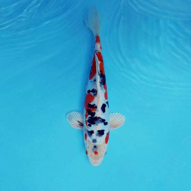 SUMI KIKUSHUI ®