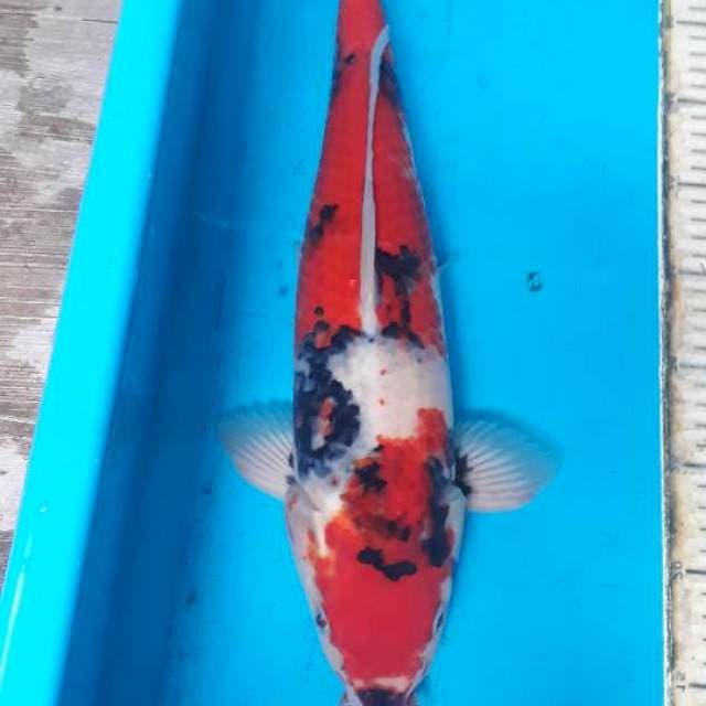 Showa male 44 cm