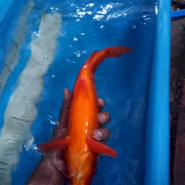 Benigoi 33cm